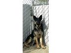 Adopt Montgomery a German Shepherd Dog, Mixed Breed