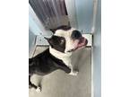 Adopt Dooby a Pit Bull Terrier, Mixed Breed