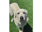 Adopt Ramsey a Great Pyrenees, Mixed Breed