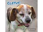 Adopt CLETUS a Beagle