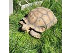 Adopt Toby a Turtle