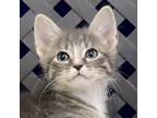 Adopt Cadbury a Domestic Short Hair