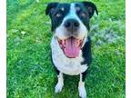 Adopt HOLSTEIN a Pit Bull Terrier