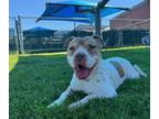 Adopt HEREFORD a Pit Bull Terrier
