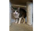 Adopt Seraphim-Angel a Tabby, Domestic Short Hair