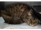 Adopt Yankee a Domestic Long Hair