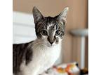 Harry (and Styles) Domestic Shorthair Adult Male