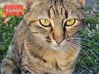 Kanao Domestic Shorthair Young Female