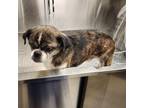 Adopt GIZMO THE GREAT a Pug, Mixed Breed