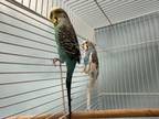 Adopt Stanley a Parakeet (Other), Quaker Parakeet