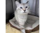 Adopt Lynx a Siamese