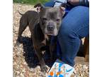 Adopt Scuba Steve a Pit Bull Terrier