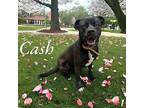 Cash American Pit Bull Terrier Adult Male