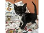 Adopt Maxx a Domestic Short Hair