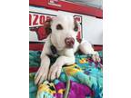 Adopt Diesel a Pit Bull Terrier