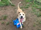 Adopt Hector a Mixed Breed