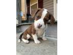 Adopt Chupacabra a Pit Bull Terrier, Beagle