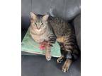 Adopt Lightning McQueen a Domestic Short Hair, American Shorthair