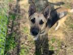 Adopt Oobie George a German Shepherd Dog, Mixed Breed