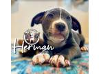 Adopt Herman Salazar a Pit Bull Terrier, Mixed Breed