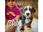 Adopt Chase Salazar a Pit Bull Terrier, Mixed Breed