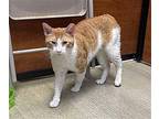 Creamsicle (24-295) Domestic Shorthair Adult Male