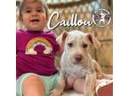 Adopt Caillou Salazar a Pit Bull Terrier, Mixed Breed