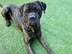 Thanos Mastiff Adult Male