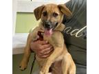 Adopt Raptor a Black Mouth Cur