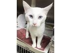 Adopt Angelo a Domestic Short Hair