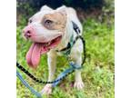 Adopt Tusk a Pit Bull Terrier