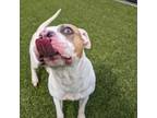 Adopt Tusk a Pit Bull Terrier