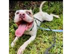 Adopt Tusk a Pit Bull Terrier