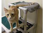 Jazmyn Domestic Shorthair Young Female