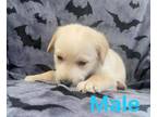 Adopt Yellow male lab puppy Logan WV a Labrador Retriever