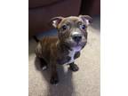 Adopt Larry a Mixed Breed