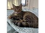 Lily Domestic Shorthair Young Female