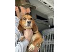 Adopt Caeser (A) a Beagle