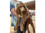 Adopt French 75 (A) a Standard Poodle