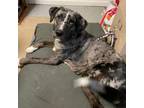 Adopt Carter a Catahoula Leopard Dog, Cattle Dog