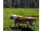 Benny(5yo, 25lbs) Beagle Adult Male