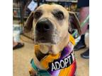 Adopt Buddy a Catahoula Leopard Dog, Yellow Labrador Retriever