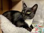 Maricela Domestic Shorthair Adult Female