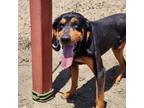 Adopt Scamp a Black and Tan Coonhound