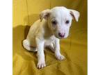 Adopt Eliah a Cattle Dog
