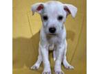 Adopt Elizar a Cattle Dog