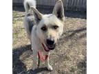 Adopt Gustav a German Shepherd Dog