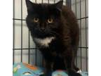 Adopt Soot a Domestic Short Hair