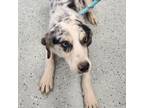 Adopt Luca a Australian Shepherd