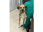Adopt Roscoe - Stray Hold a Great Pyrenees, Catahoula Leopard Dog